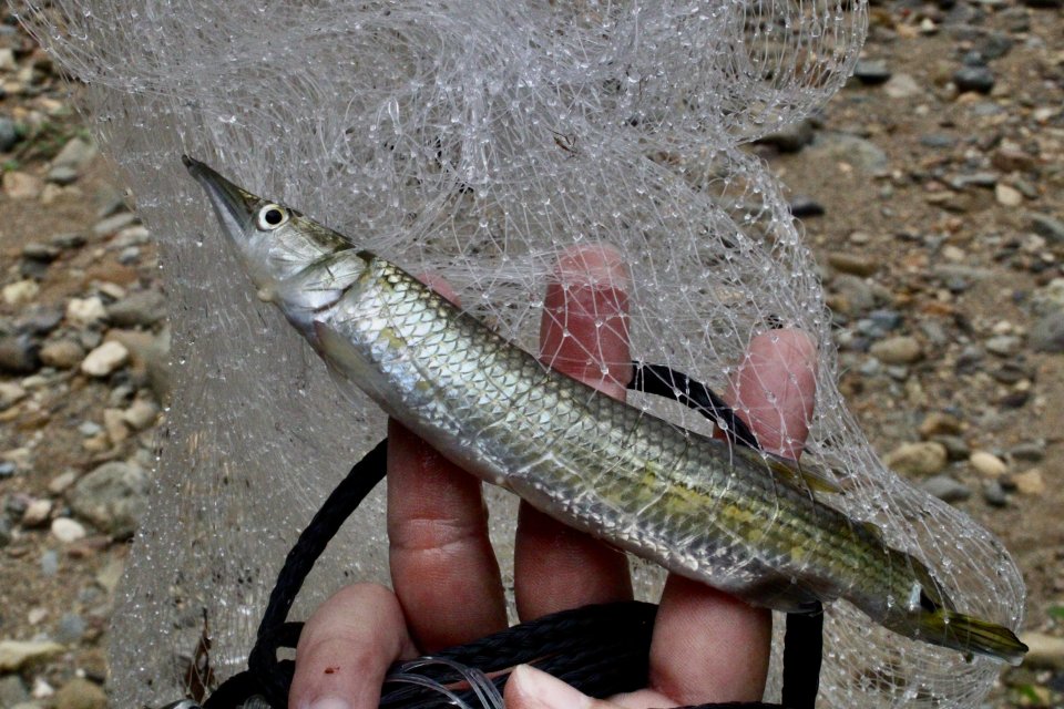 IMG_6531.jpeg IMG_6531.jpeg