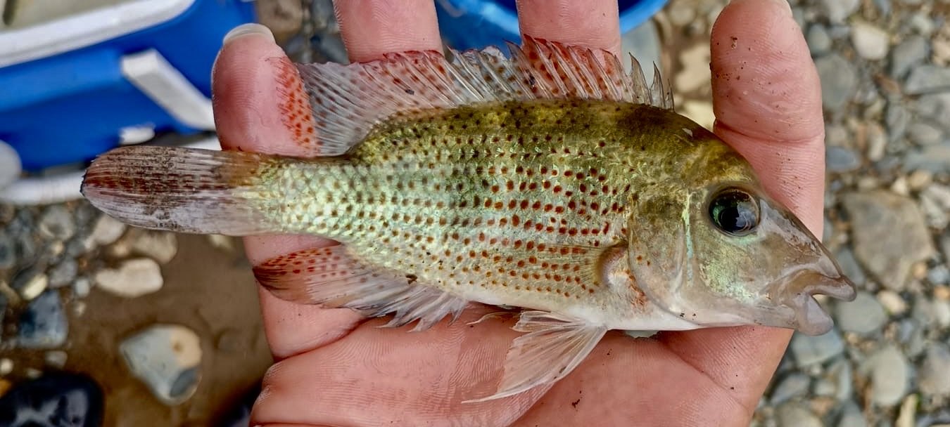 69330374-78e6-48cd-82a1-02bac0900e62.jpeg 69330374-78e6-48cd-82a1-02bac0900e62.jpeg