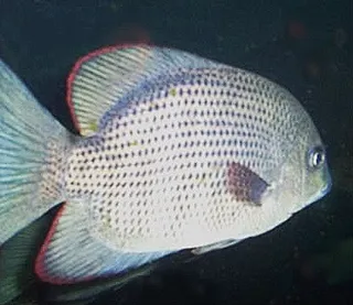 1761851894499.png 1761851894499.png