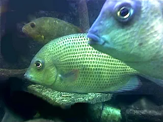 1761852085545.png 1761852085545.png