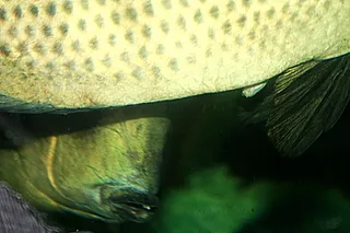 1761852253859.png 1761852253859.png