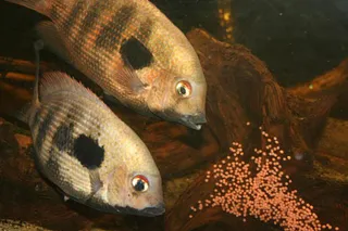 1761852415657.png 1761852415657.png