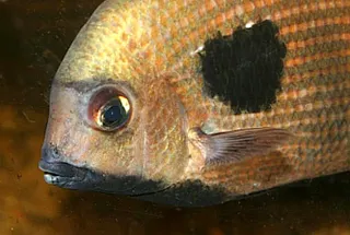 1761852442761.png 1761852442761.png