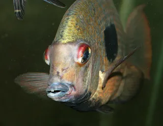 1761852465925.png 1761852465925.png