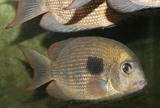 1761852505328.png 1761852505328.png