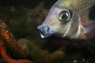 1761852532458.png 1761852532458.png