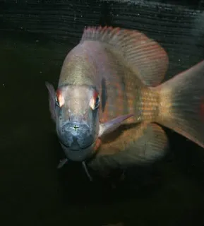 1761852550457.png 1761852550457.png