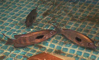 1761853222302.png 1761853222302.png