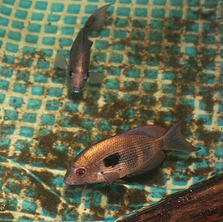 1761853257208.png 1761853257208.png