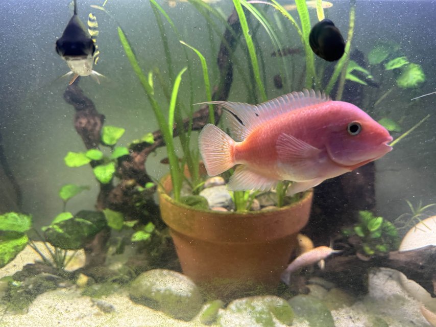 SRM 1 (1).jpg SRM 1 (1).jpg