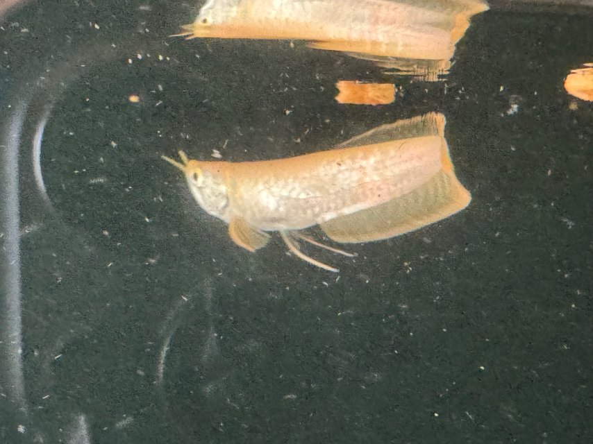 IMG_7779.jpeg IMG_7779.jpeg