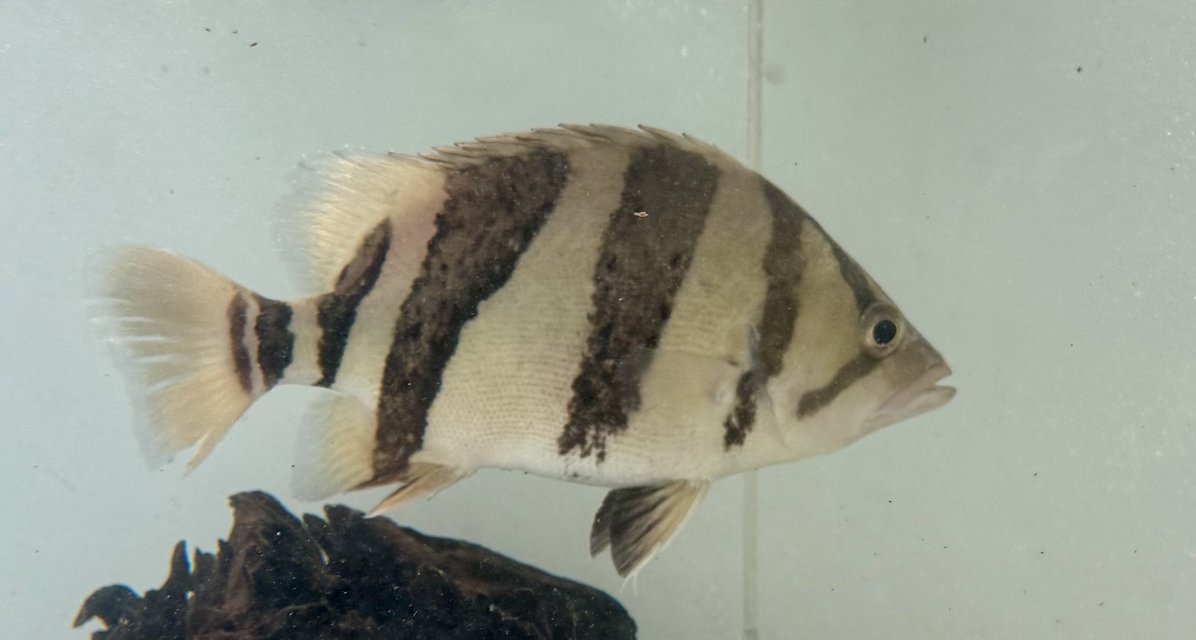 IMG_7032.jpeg IMG_7032.jpeg