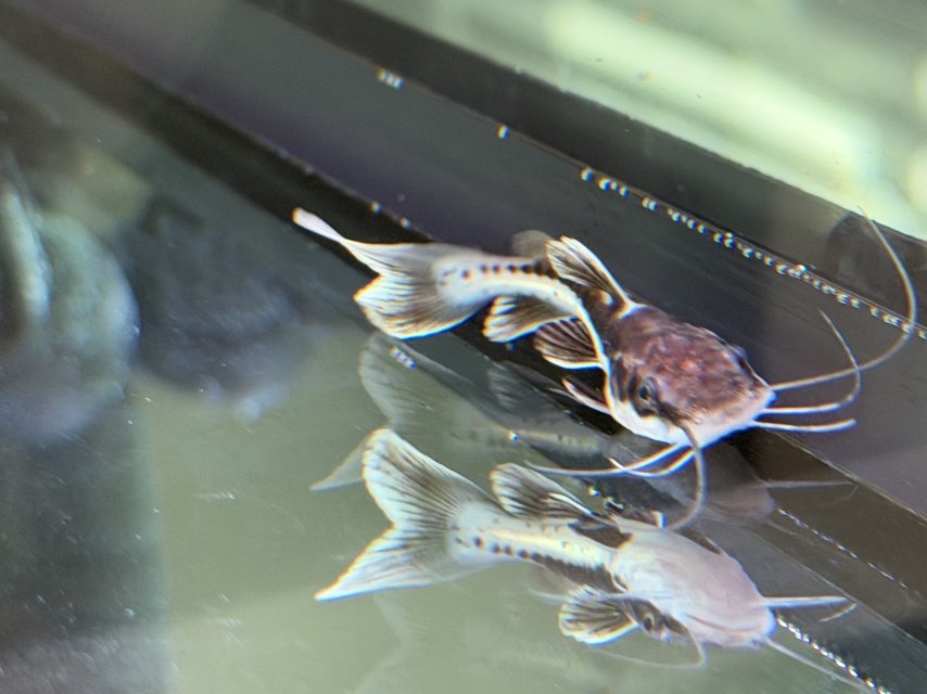 IMG_6717.jpeg IMG_6717.jpeg