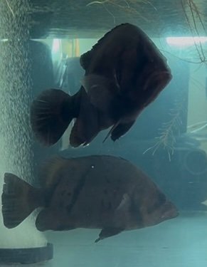 IMG_9732.jpeg IMG_9732.jpeg