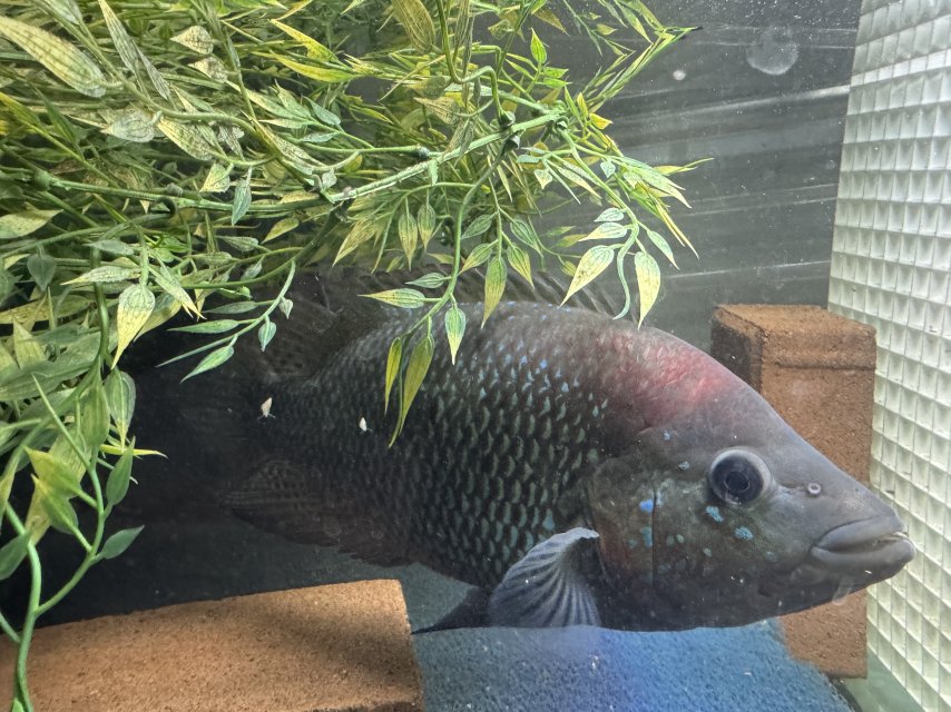 IMG_5845.jpeg IMG_5845.jpeg