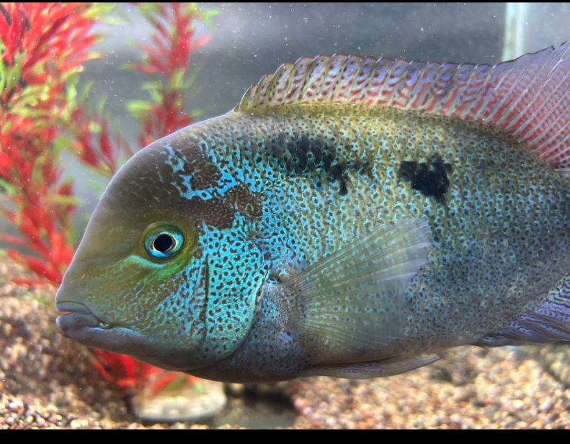 IMG_0037.jpeg IMG_0037.jpeg