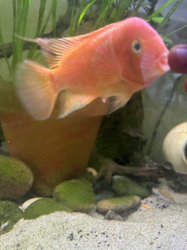 SRM 1 (vent dropped).jpg SRM 1 (vent dropped).jpg