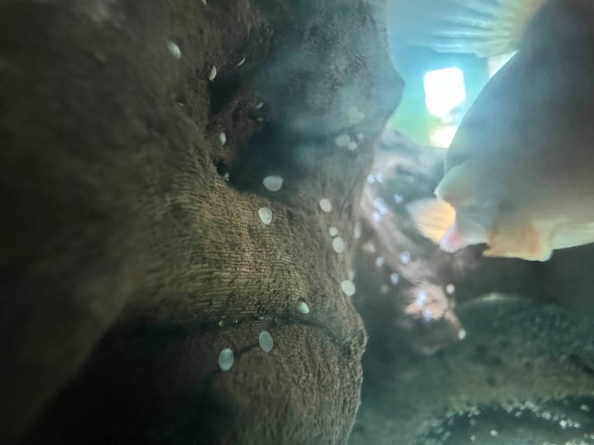 SRM (1) eggs.jpg SRM (1) eggs.jpg