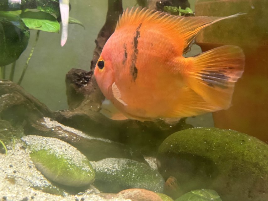 KKP 1 (1).jpg KKP 1 (1).jpg