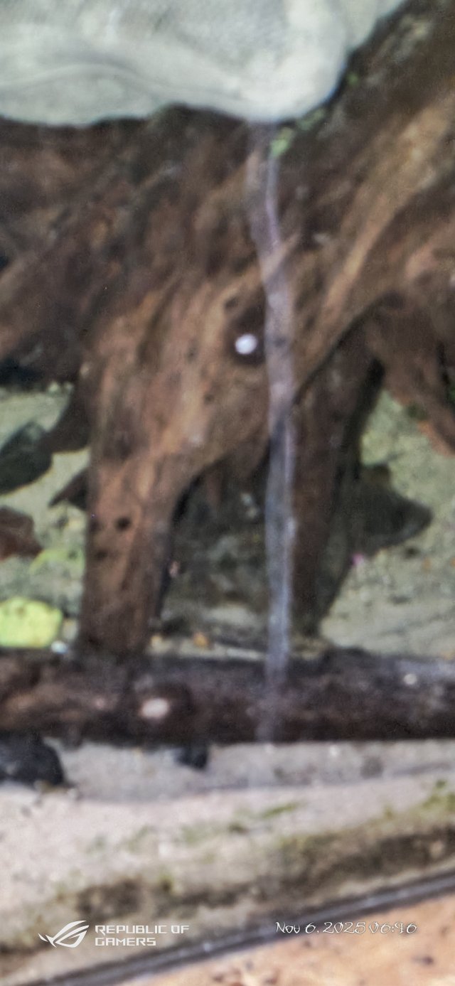 P_20251106_064610.jpg P_20251106_064610.jpg