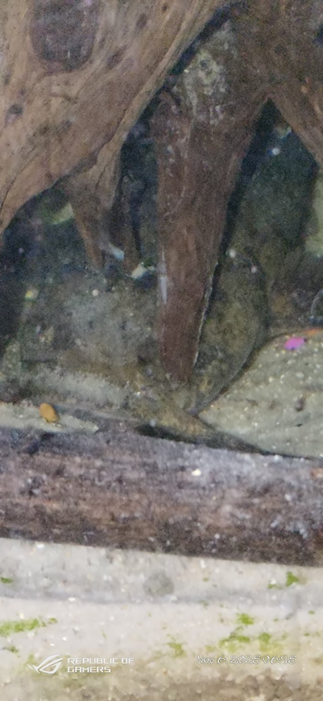 P_20251106_064555.jpg P_20251106_064555.jpg