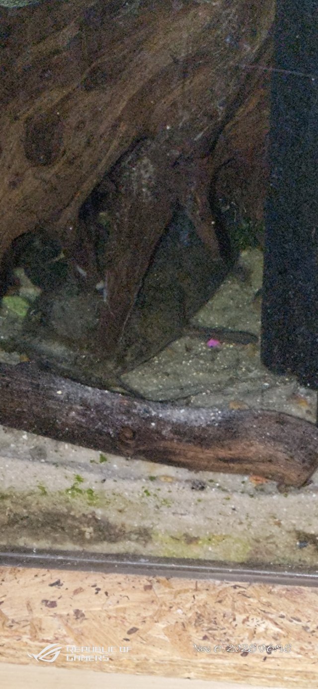 P_20251106_064538.jpg P_20251106_064538.jpg