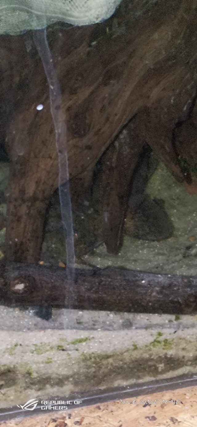 P_20251106_064533.jpg P_20251106_064533.jpg