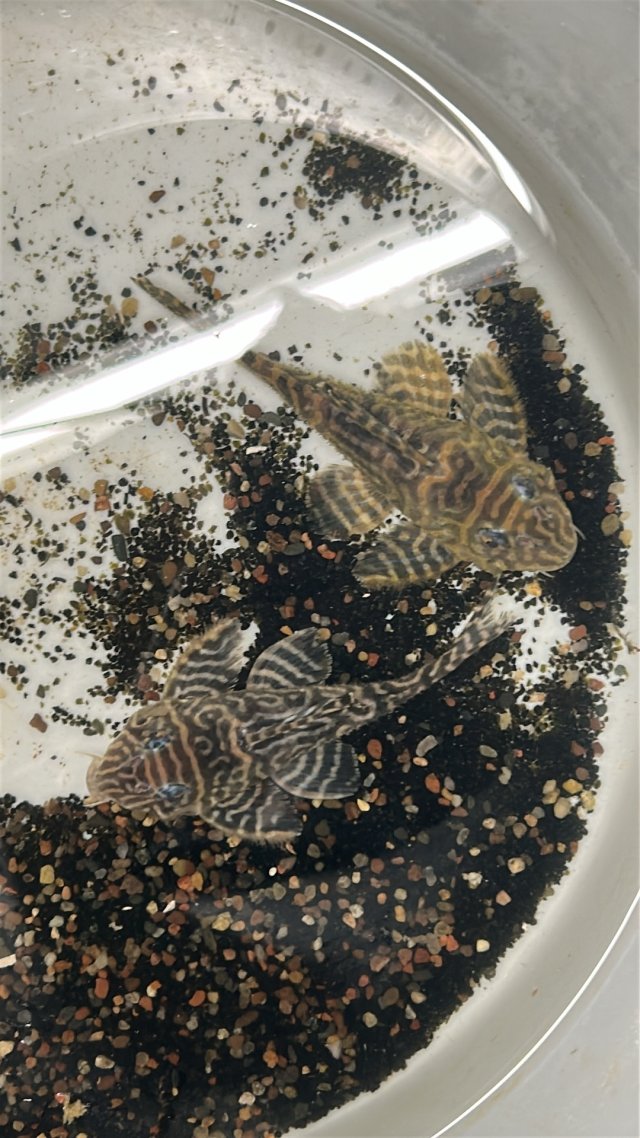 IMG_0090.jpeg IMG_0090.jpeg