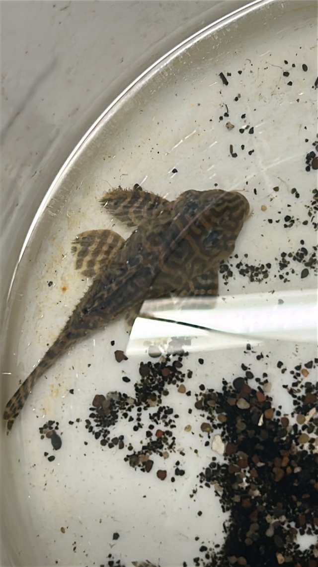 IMG_0092.jpeg IMG_0092.jpeg