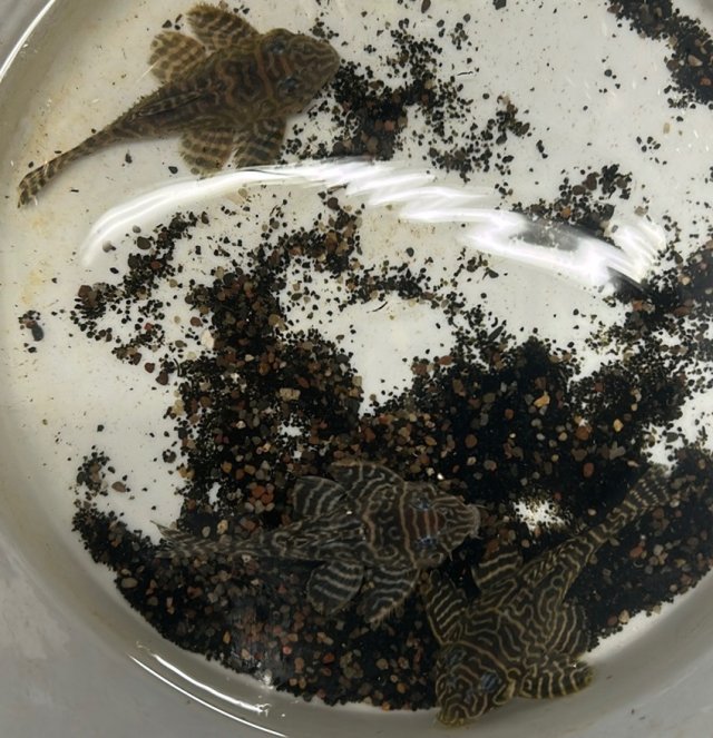 IMG_0093.jpeg IMG_0093.jpeg