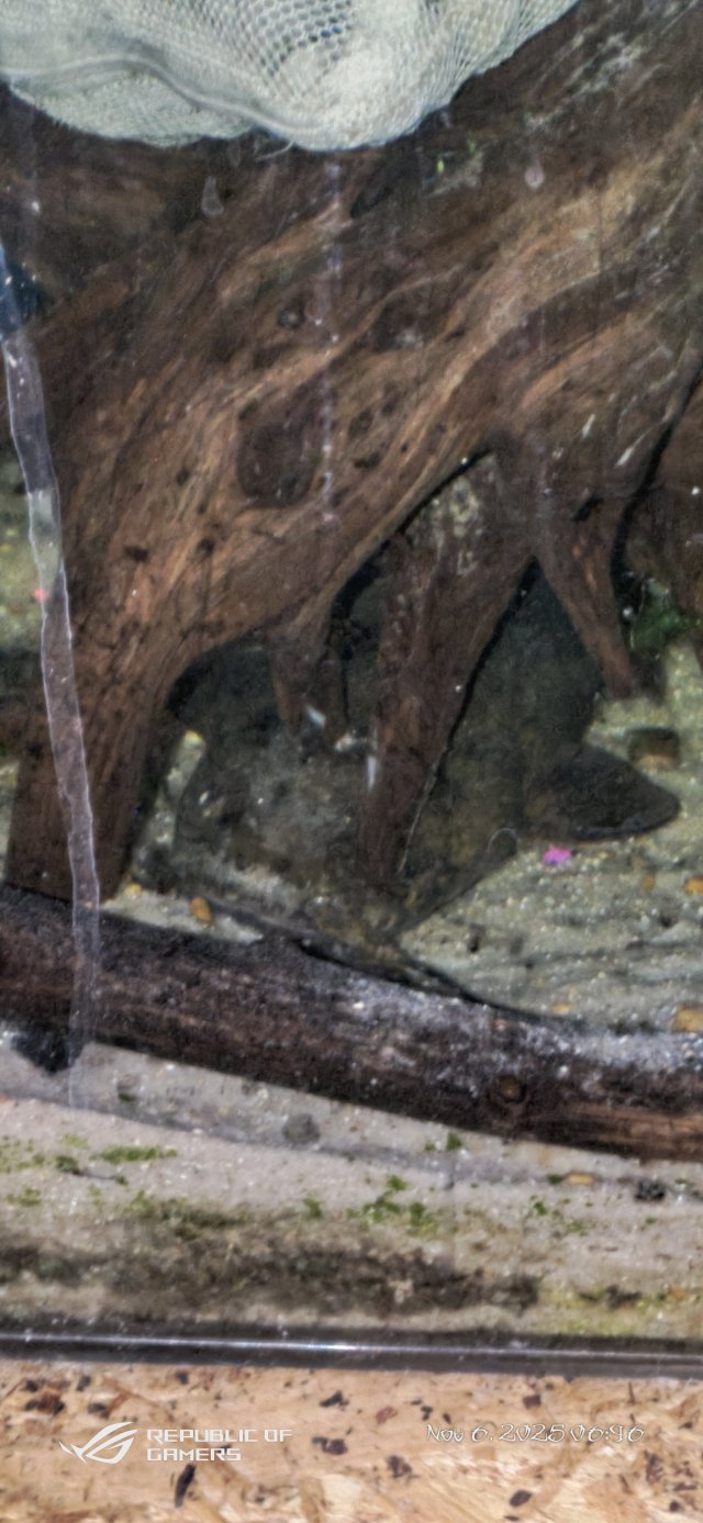 P_20251106_064625.jpg P_20251106_064625.jpg