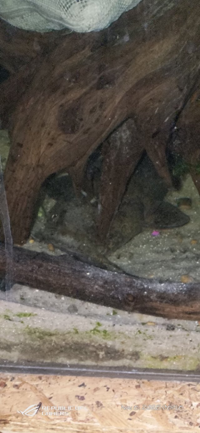 P_20251106_064618.jpg P_20251106_064618.jpg