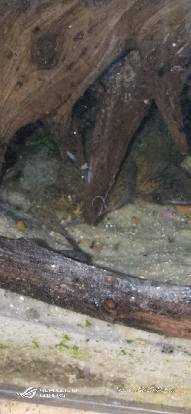 P_20251106_064518.jpg P_20251106_064518.jpg