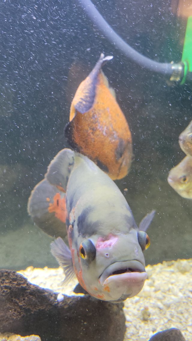 1000107003.jpg 1000107003.jpg