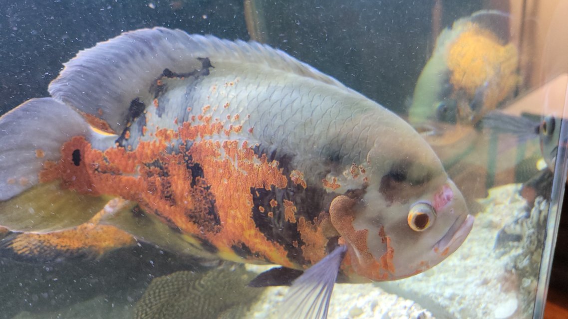 1000107005.jpg 1000107005.jpg