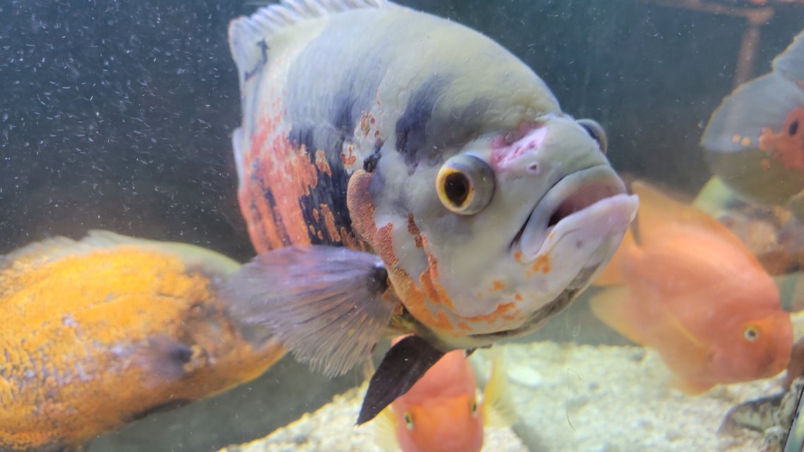 1000107008.jpg 1000107008.jpg