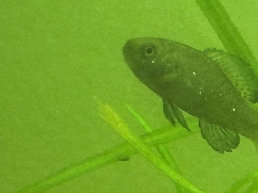 IMG_4952.jpeg IMG_4952.jpeg