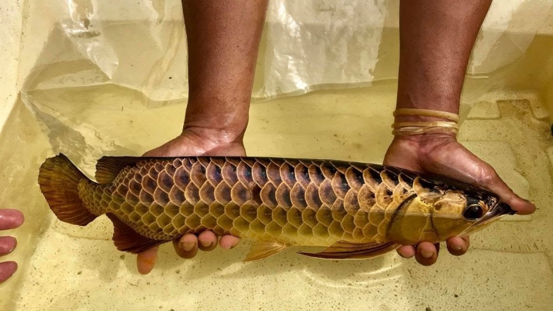 maxresdefault.jpg maxresdefault.jpg