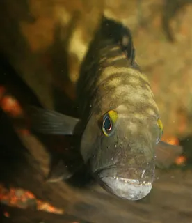 1762690091624.png 1762690091624.png