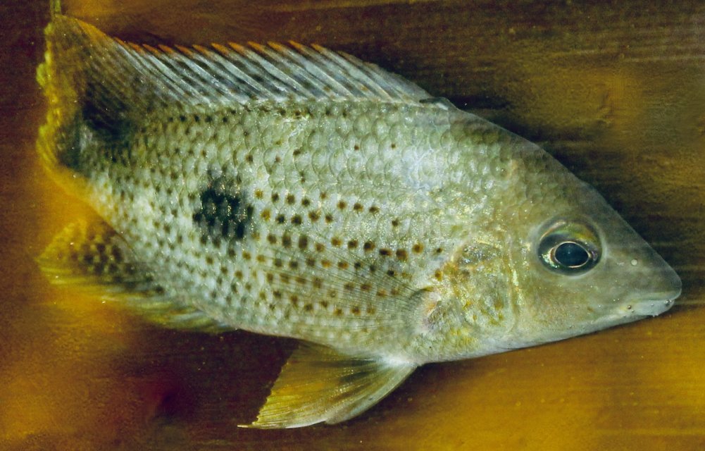 IMG_0458.jpeg IMG_0458.jpeg