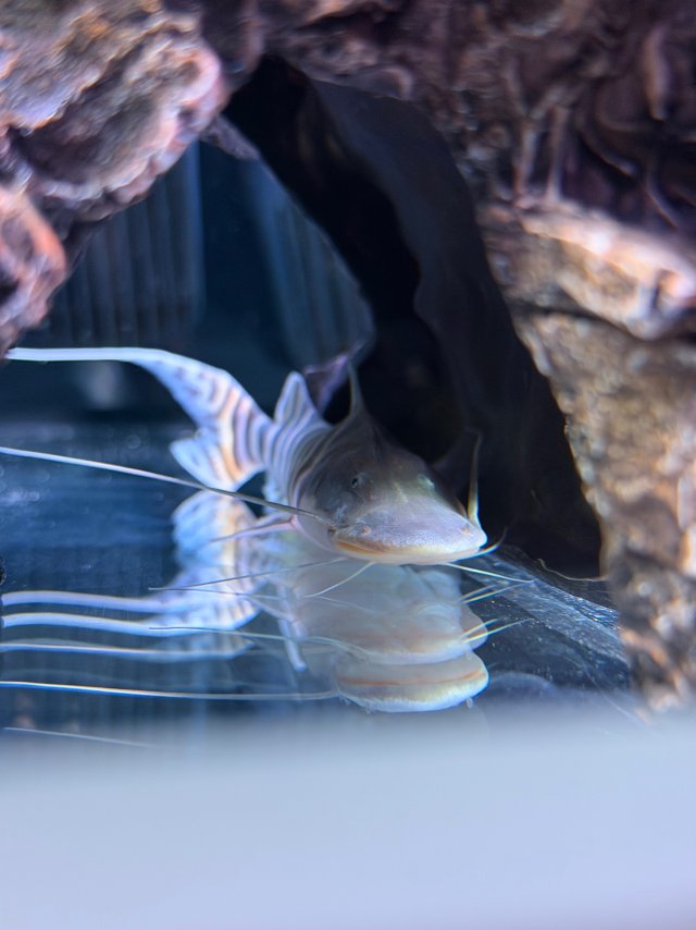 IMG_6970.jpeg IMG_6970.jpeg