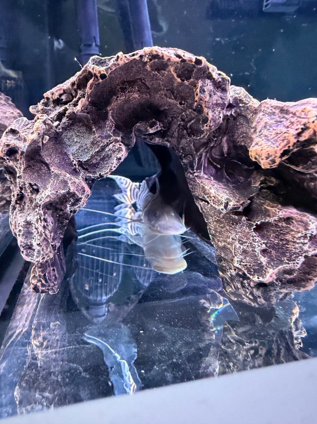 IMG_6969.jpeg IMG_6969.jpeg