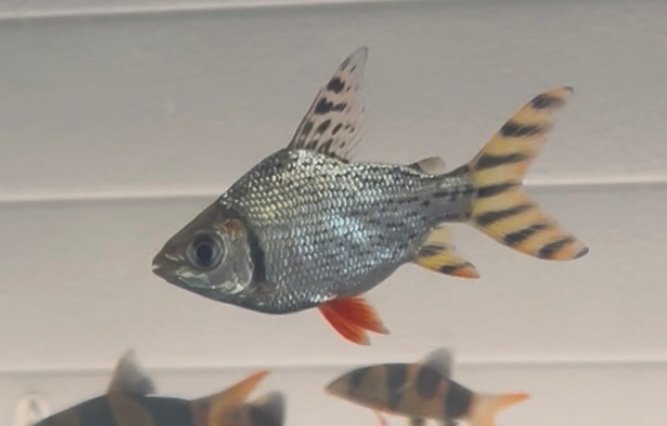 IMG_9774.jpeg IMG_9774.jpeg