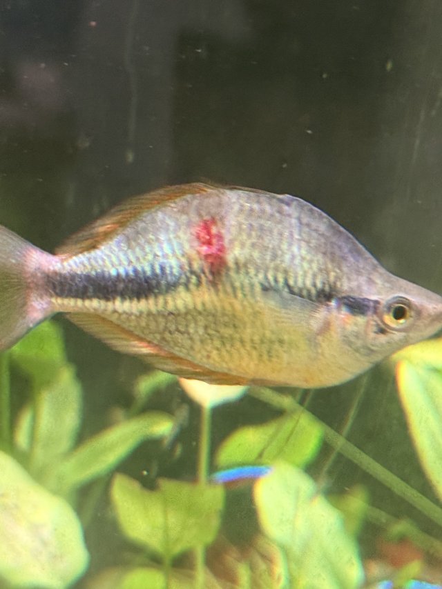 IMG_1006.jpeg IMG_1006.jpeg