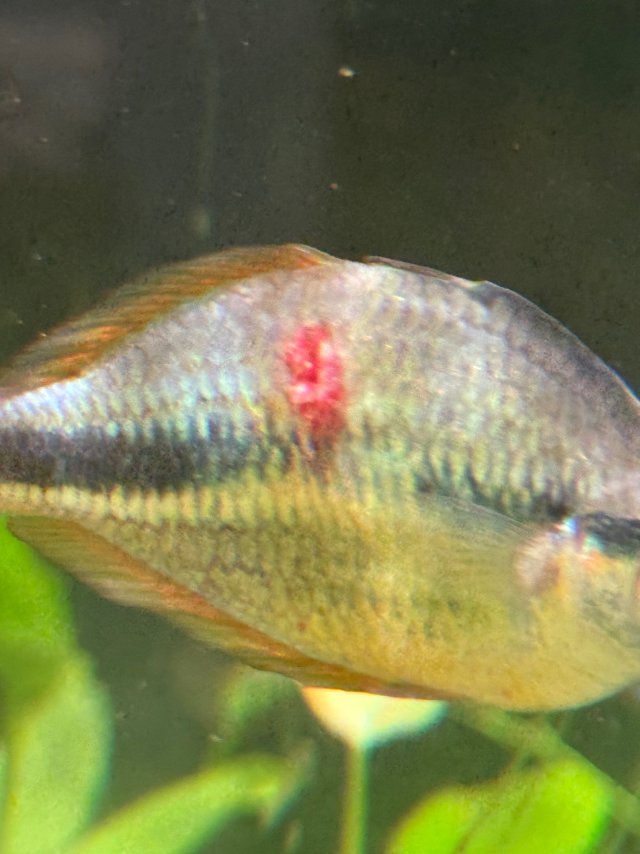 IMG_1007.jpeg IMG_1007.jpeg