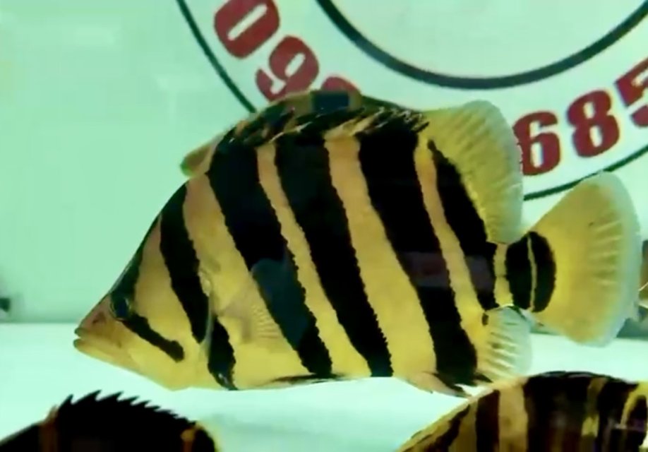 IMG_0915.jpeg IMG_0915.jpeg