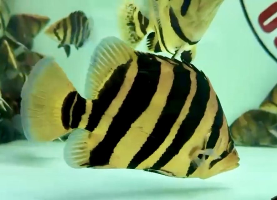 IMG_0914.jpeg IMG_0914.jpeg