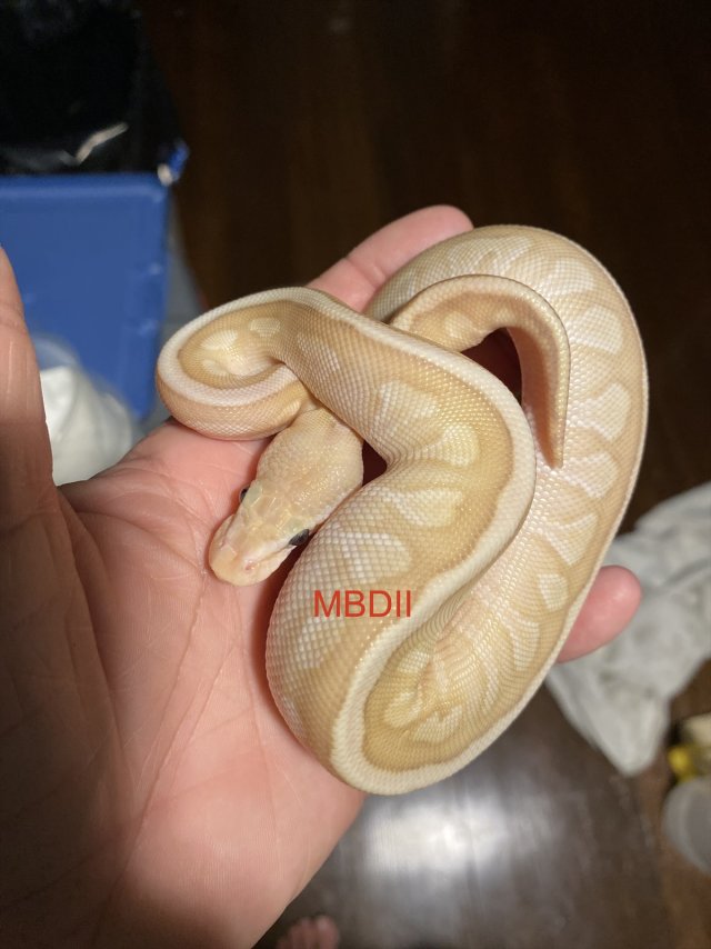 eZy Watermark_05-11-2025_07-53-23-5390PM.jpeg