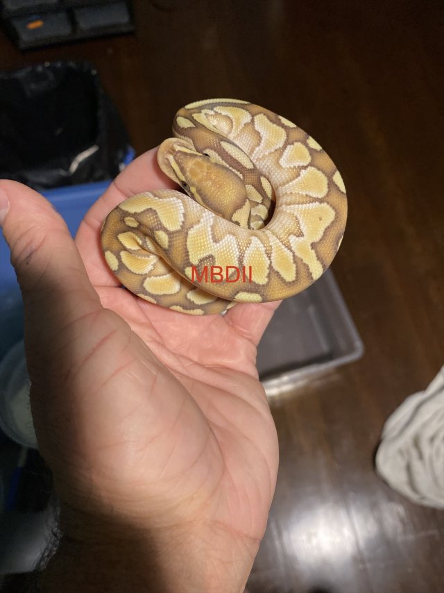 eZy Watermark_05-11-2025_07-55-01-5310PM.jpeg