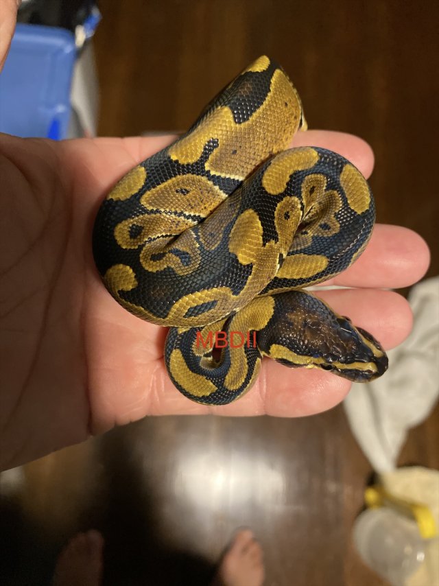 eZy Watermark_05-11-2025_07-46-34-9960PM.jpeg